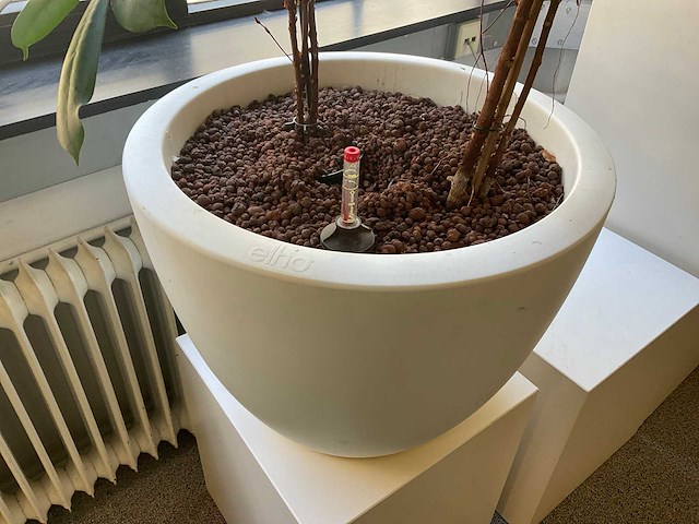 Hydrocultuur plant met pot - afbeelding 2 van  2
