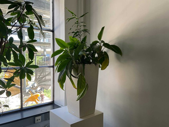 Hydrocultuur plant met pot - afbeelding 1 van  2