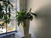 Hydrocultuur plant met pot - afbeelding 1 van  2