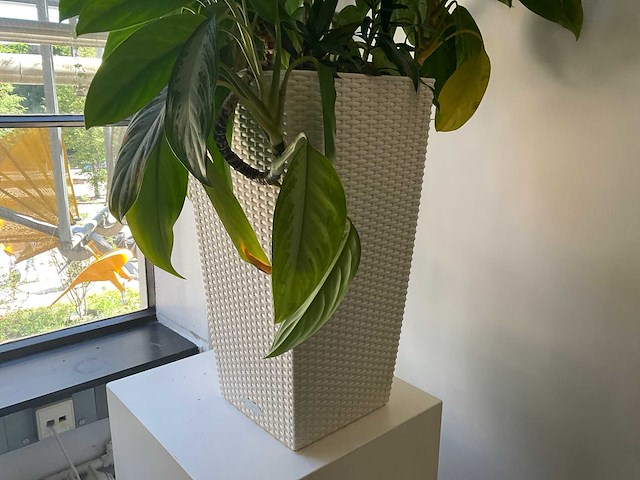 Hydrocultuur plant met pot - afbeelding 2 van  2