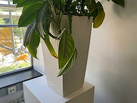 Hydrocultuur plant met pot - afbeelding 2 van  2