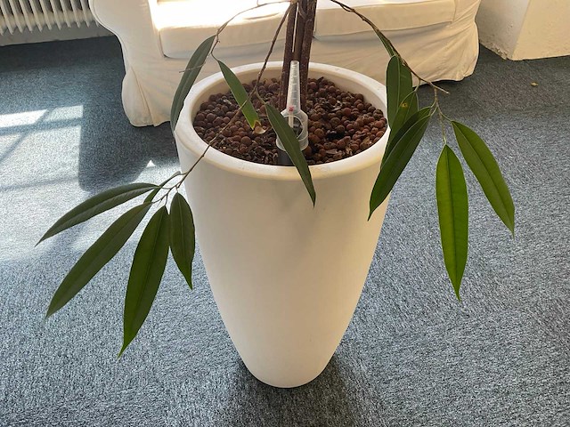 Hydrocultuur plant met pot - afbeelding 2 van  2