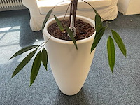 Hydrocultuur plant met pot - afbeelding 2 van  2