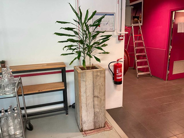 Hydrocultuur plant met pot - afbeelding 1 van  2