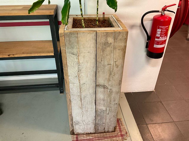 Hydrocultuur plant met pot - afbeelding 2 van  2