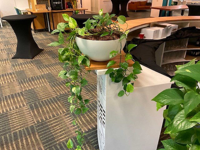 Hydrocultuur plant met pot - afbeelding 1 van  1