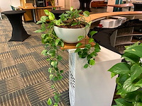 Hydrocultuur plant met pot - afbeelding 1 van  1