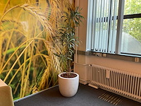 Hydrocultuur plant met pot - afbeelding 2 van  2