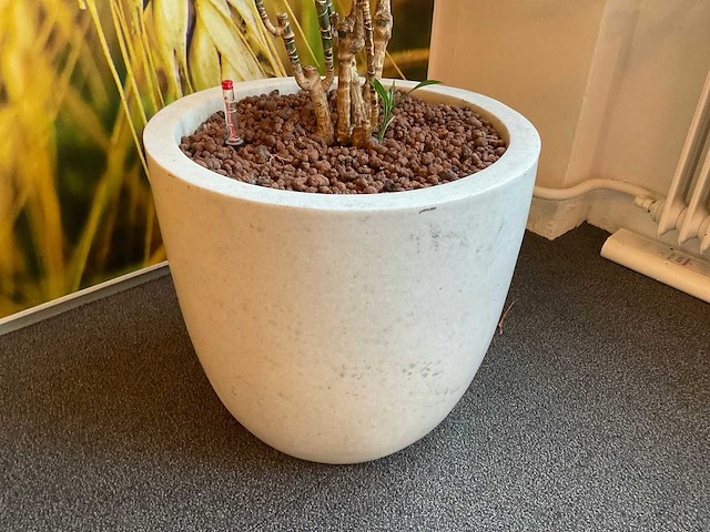 Hydrocultuur plant met pot - afbeelding 1 van  2