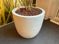 Hydrocultuur plant met pot - afbeelding 1 van  2
