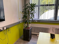 Hydrocultuur plant met pot - afbeelding 1 van  2