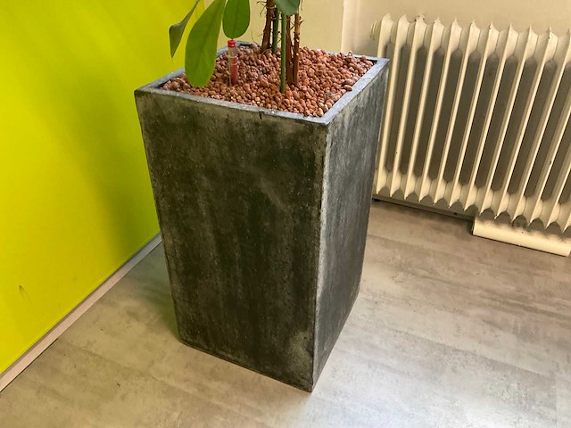 Hydrocultuur plant met pot - afbeelding 2 van  2