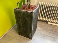 Hydrocultuur plant met pot - afbeelding 2 van  2
