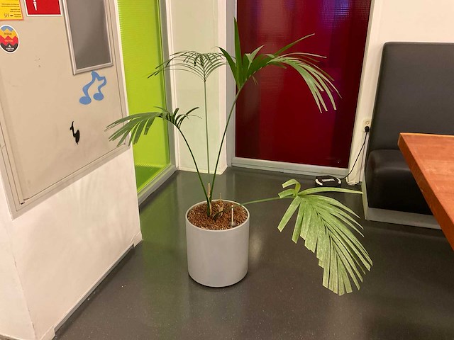 Hydrocultuur plant met pot - afbeelding 1 van  2