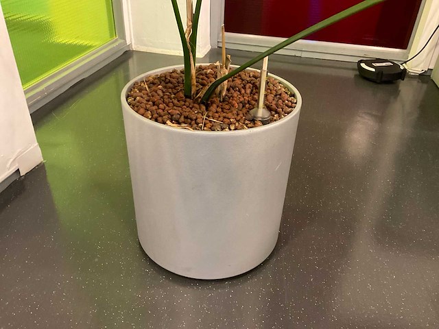 Hydrocultuur plant met pot - afbeelding 2 van  2