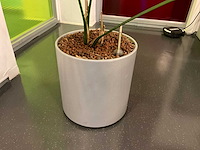 Hydrocultuur plant met pot - afbeelding 2 van  2