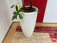 Hydrocultuur plant met pot - afbeelding 1 van  1