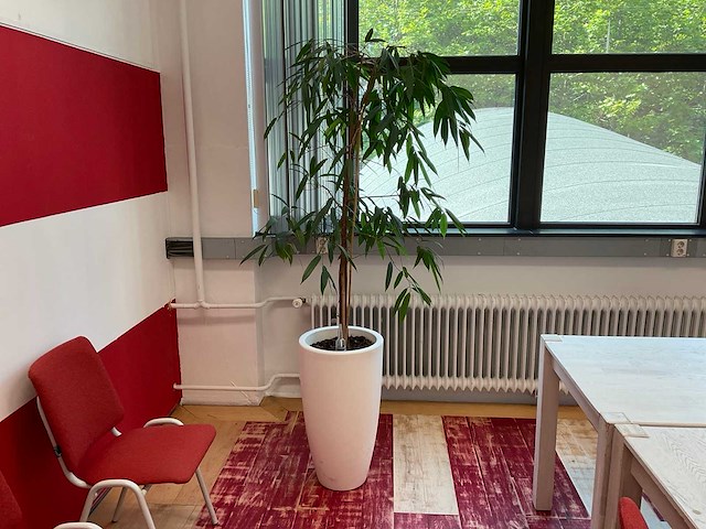 Hydrocultuur plant met pot - afbeelding 1 van  2