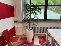 Hydrocultuur plant met pot - afbeelding 1 van  2