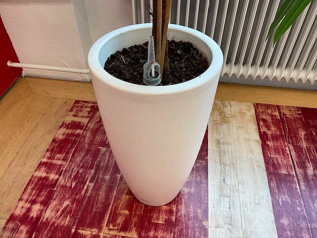 Hydrocultuur plant met pot - afbeelding 2 van  2