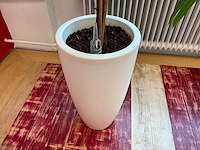Hydrocultuur plant met pot - afbeelding 2 van  2