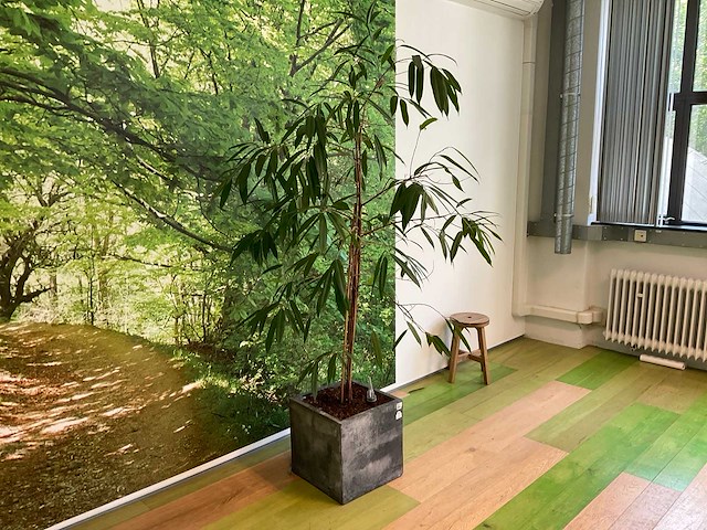 Hydrocultuur plant met pot - afbeelding 2 van  2