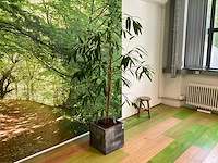Hydrocultuur plant met pot - afbeelding 2 van  2