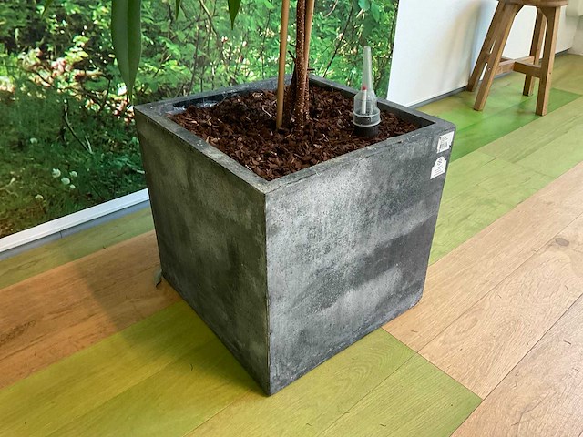 Hydrocultuur plant met pot - afbeelding 1 van  2