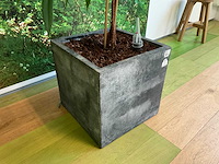Hydrocultuur plant met pot - afbeelding 1 van  2