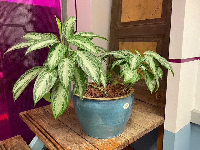 Hydrocultuur plant met pot - afbeelding 1 van  2