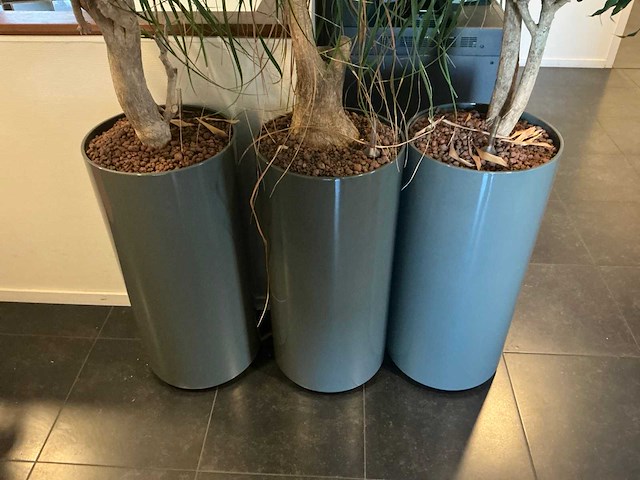 Hydrocultuur planten met pot (10x) - afbeelding 2 van  8