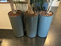 Hydrocultuur planten met pot (10x) - afbeelding 2 van  8