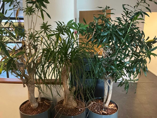 Hydrocultuur planten met pot (10x) - afbeelding 3 van  8