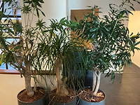 Hydrocultuur planten met pot (10x) - afbeelding 3 van  8