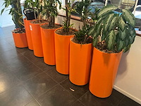 Hydrocultuur planten met pot (10x) - afbeelding 4 van  8