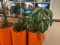 Hydrocultuur planten met pot (10x) - afbeelding 5 van  8