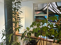 Hydrocultuur planten met pot (10x) - afbeelding 8 van  8