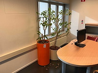 Hydrocultuur planten met pot (5x) - afbeelding 1 van  7