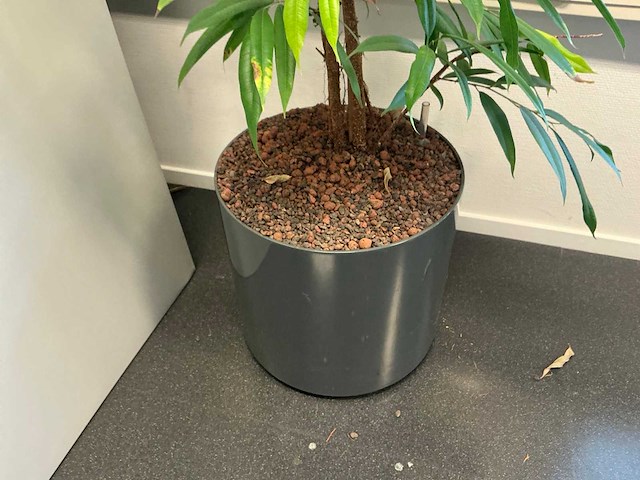 Hydrocultuur planten met pot (5x) - afbeelding 3 van  7