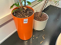 Hydrocultuur planten met pot (5x) - afbeelding 4 van  7