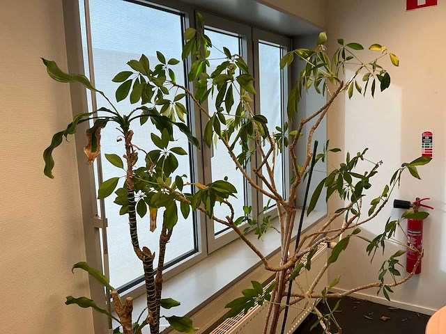 Hydrocultuur planten met pot (5x) - afbeelding 5 van  7