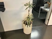 Hydrocultuur planten met pot (5x) - afbeelding 6 van  7