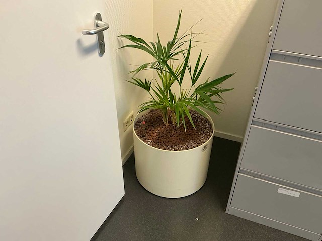 Hydrocultuur planten met pot (5x) - afbeelding 7 van  7