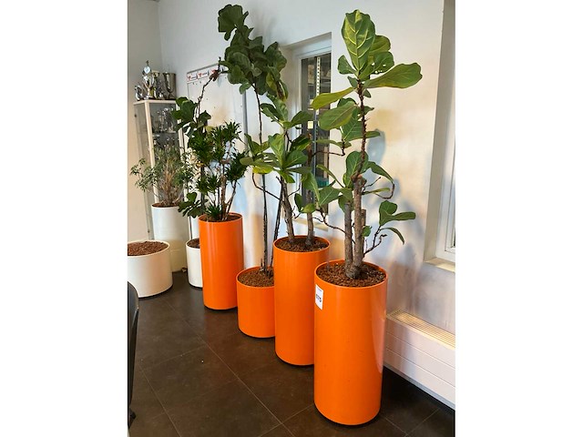 Hydrocultuur planten met pot (5x) - afbeelding 3 van  12