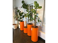 Hydrocultuur planten met pot (5x) - afbeelding 3 van  12