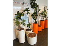 Hydrocultuur planten met pot (5x) - afbeelding 4 van  12