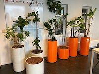 Hydrocultuur planten met pot (5x) - afbeelding 1 van  12
