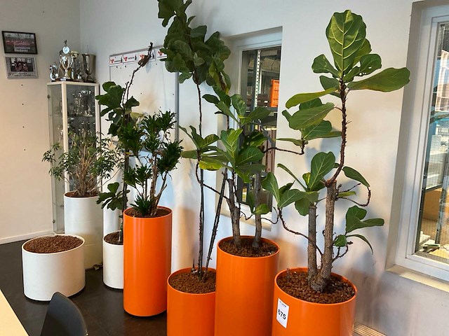 Hydrocultuur planten met pot (5x) - afbeelding 5 van  12