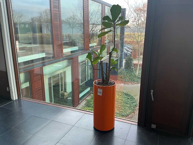 Hydrocultuur planten met pot (5x) - afbeelding 6 van  12