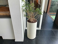 Hydrocultuur planten met pot (5x) - afbeelding 7 van  12